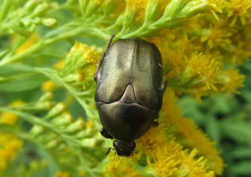 Réf. 209 804 : Potosia cuprea